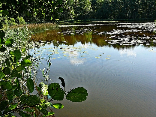 Staw w okolicach Koobrzegu