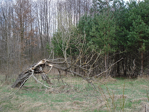 Suche drzewo - Kampinos