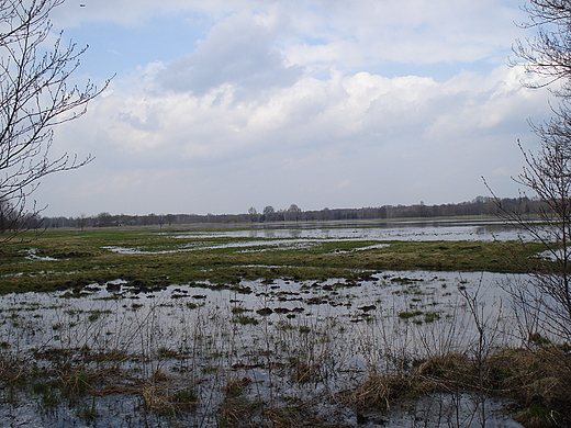 Podmokle pola - Kampinos