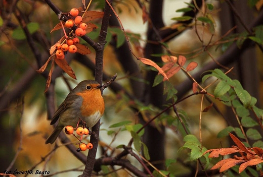 Rudzik, rudzik zwyczajny, raszka Erithacus rubecula