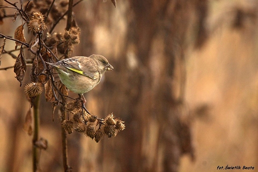 Dzwoniec zwyczajny,dzwoniec Chloris chloris.