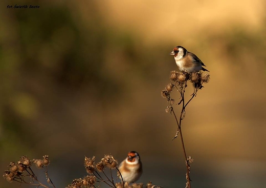 Szczygie Carduelis carduelis