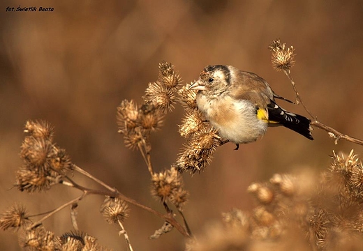 Szczygie Carduelis carduelis