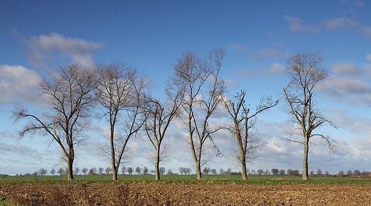 Przy drodze ary - Zotnik