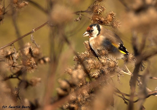 Szczygie Carduelis carduelis