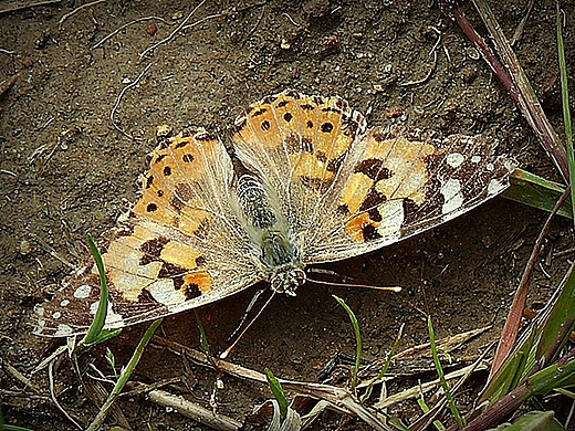 Motyl. Okolice Koobrzegu