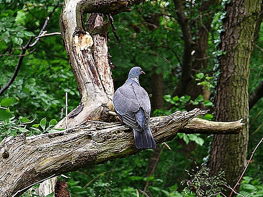 Gob grzywacz. Koobrzeski Park Nadmorski