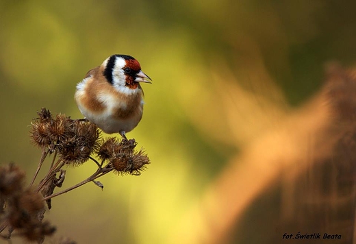 Szczygie Carduelis carduelis