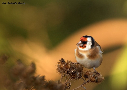 Szczygie Carduelis carduelis