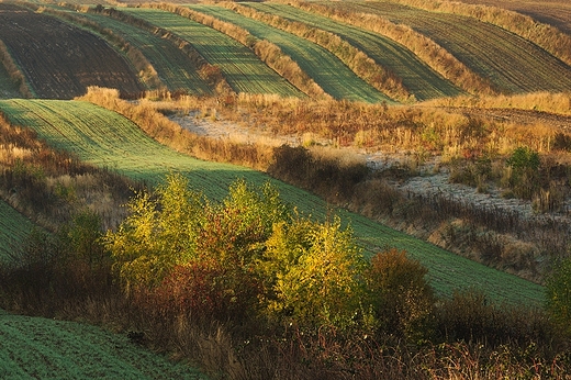 Krajobrazy Roztocza. Antoniwka. Padziernikowy poranek