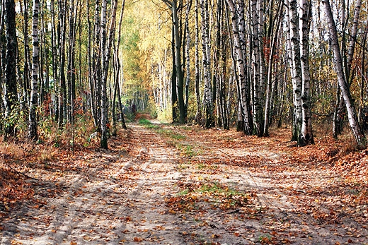 Bieganw - w drodze do Radziejowic