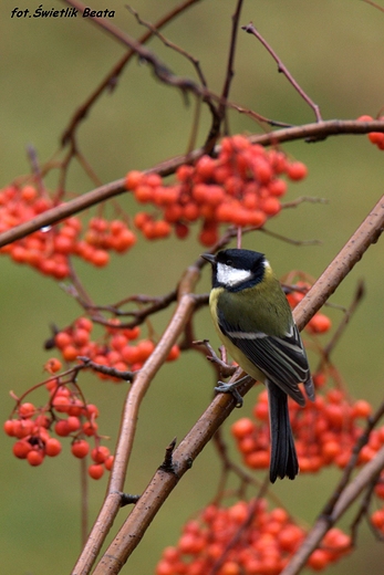 Bogatka zwyczajna, bogatka, sikora bogatka Parus major