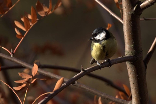 Bogatka zwyczajna, bogatka, sikora bogatka Parus major