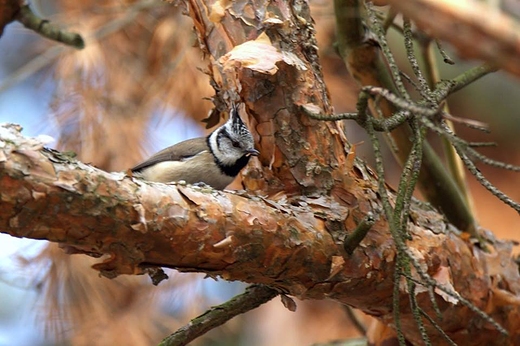 Czubatka Parus cristatus