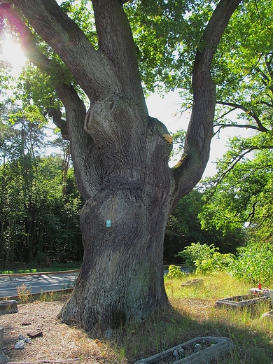 Pomnik przyrody