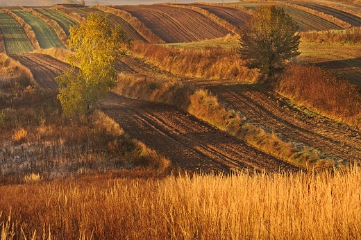 Kolorowe Roztocze. Antoniwka.