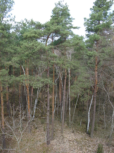 Widok z wiey obserwacyjnej - Kampinos