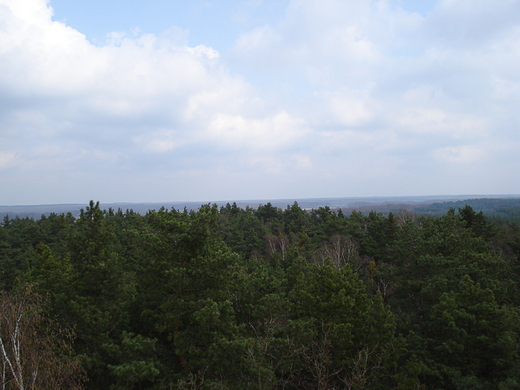 Widok z wiey obserwacyjnej - Kampinos