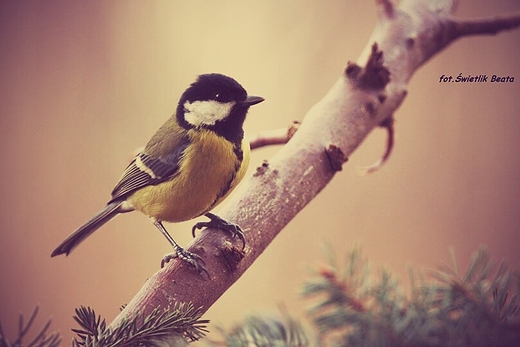 Bogatka zwyczajna, bogatka, sikora bogatka Parus major