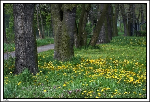 Kalisz - wspomnienie lata ...