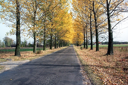 Topolowa aleja w Kaleniu