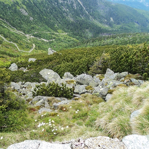 Śnieżka