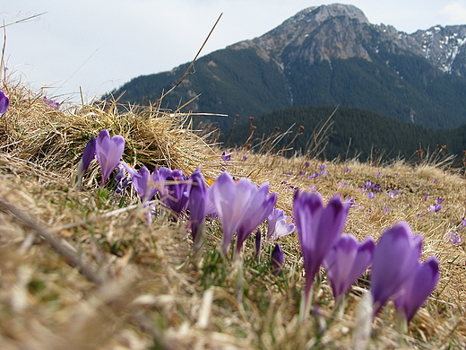 Polana Chochoowska. Tatry