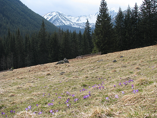 Polana Chochoowska. Tatry