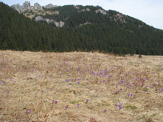 Polana Chochoowska. Tatry