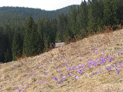 Polana Chochoowska. Tatry