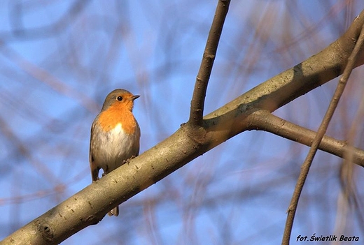 Rudzik, rudzik zwyczajny, raszka Erithacus rubecula