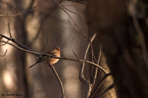 Ziba zwyczajna Fringilla coelebs