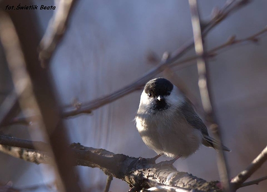 Sikora uboga Parus palustris