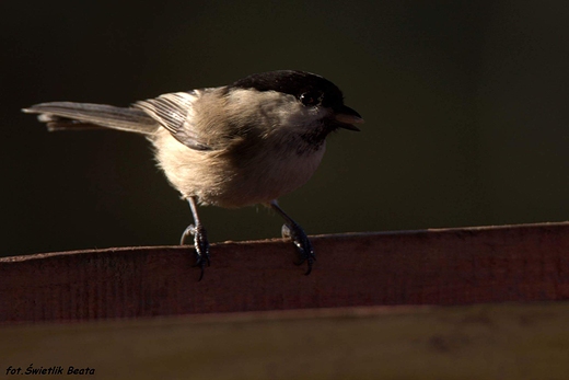 Sikora uboga Parus palustris