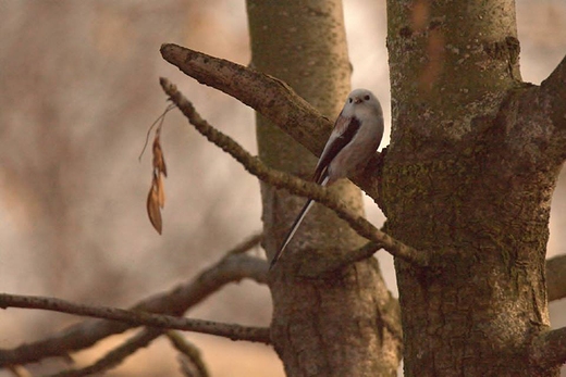 Raniuszek zwyczajny, raniuszek Aegithalos caudatus