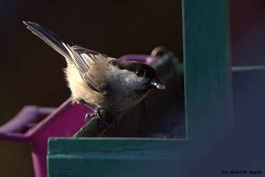 Sikora uboga Parus palustris