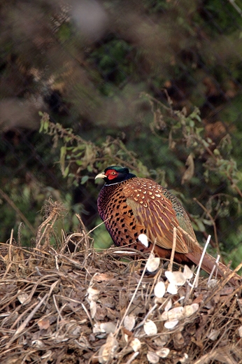 Baant zwyczajny Phasianus colchicus