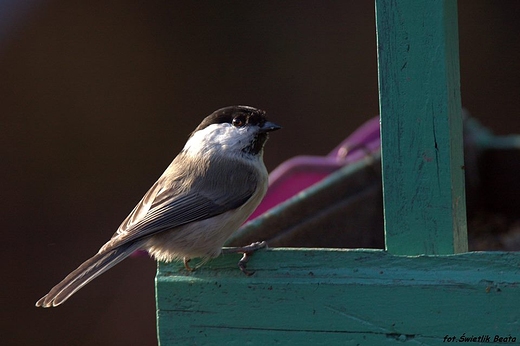 Sikora uboga Parus palustris