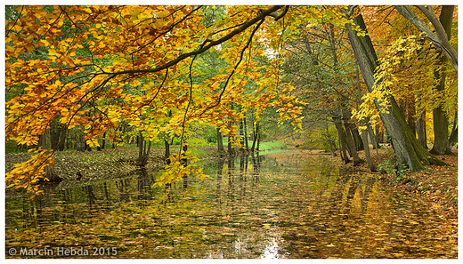 Park miejski - padziernik 2015