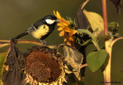 Bogatka zwyczajna, bogatka, sikora bogatka Parus major