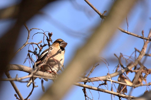 Grubodzib zwyczajnyCoccothraustes coccothraustes