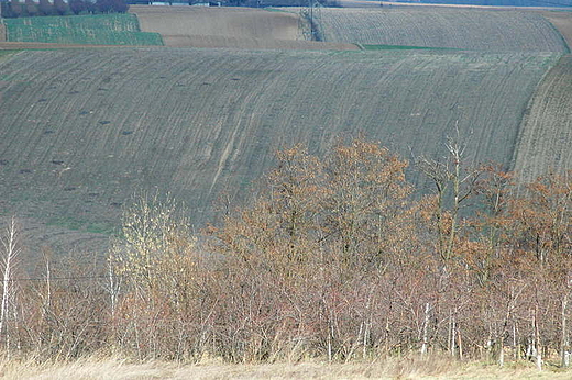 Podole - na wiosennych polach