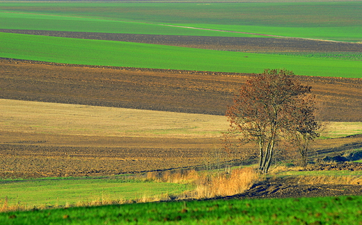 Opolskie pasiaki