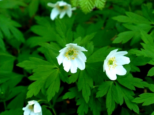 Anemone nemorosa