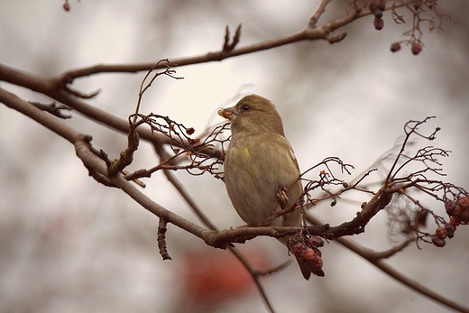 Dzwoniec zwyczajny,dzwoniec Chloris chloris.