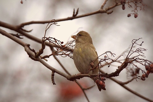 Dzwoniec zwyczajny,dzwoniec Chloris chloris.