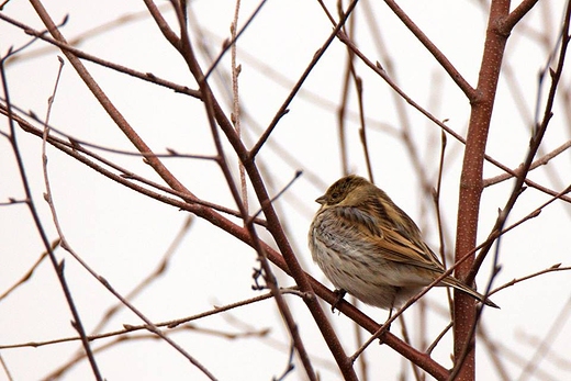 Potrzos zwyczajnySchoeniclus schoeniclus