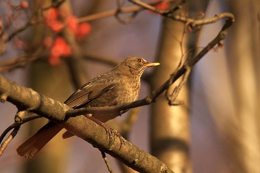 Kos zwyczajny, kos Turdus merula,samica