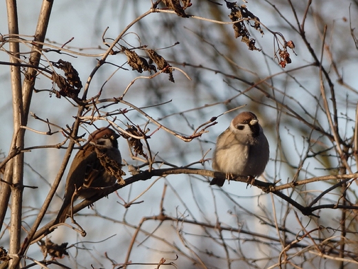 Passer montanus