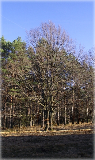 Radunia i Rezerwat ka Sulistrowicka